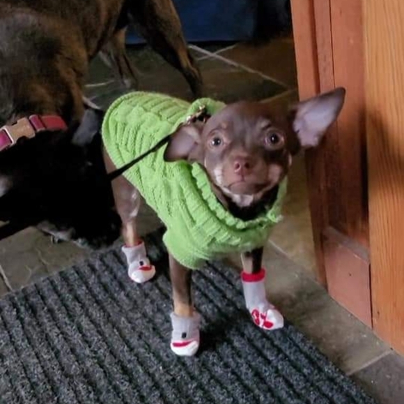 Dog Socks - Picture 4 of 11